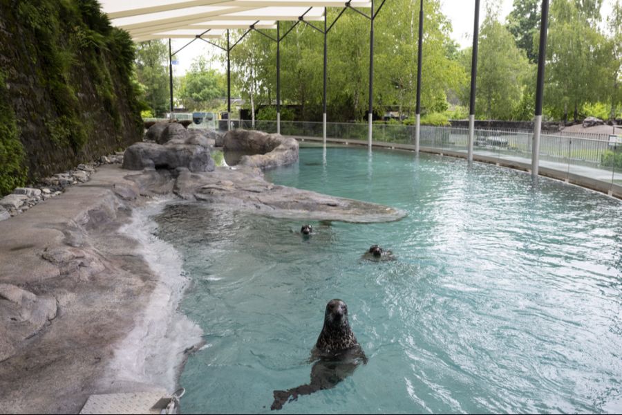 ... und andere Raubtieren – ausser den Seehunden (hier im neuen Gehege), die fressen lieber Fisch.