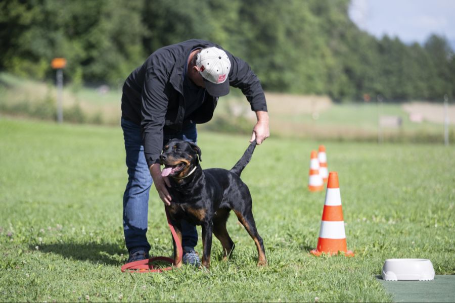 Rottweiler beim Wesenstest