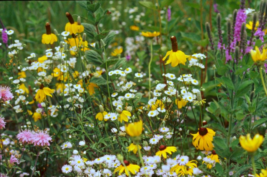 prärieblumen