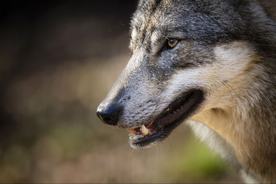 Die Beutepräferenz des Wolfes verändert sich seit 2020 stetig. (Symbolbild)