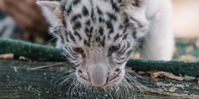 tigerbabies