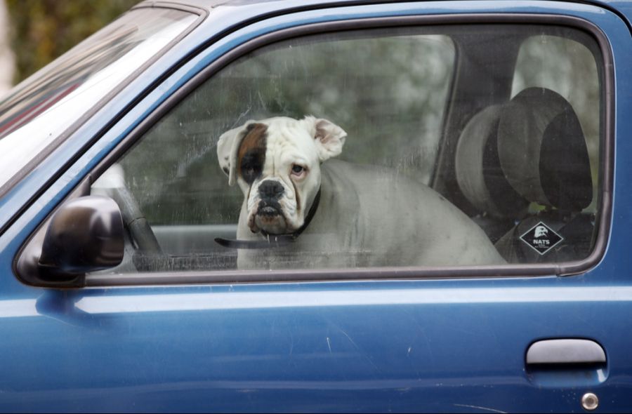 «Es gibt vermehrt Leute, die übertrieben reagieren, wenn sie einen Hund alleine in einem parkierten Auto erblicken», sagt Désirée Hofer, Vizepräsidentin der SKG Zürich.