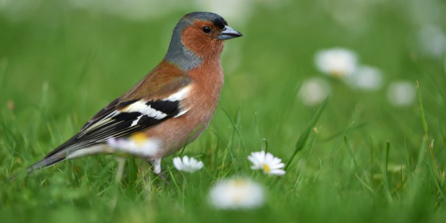 Buchfink