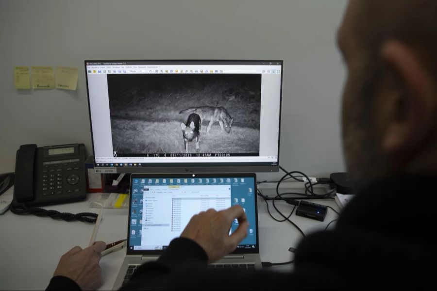 Aufnahmen von Wölfen, die in eine Fotofalle getapst sind, werden ausgewertet. (Archivbild)