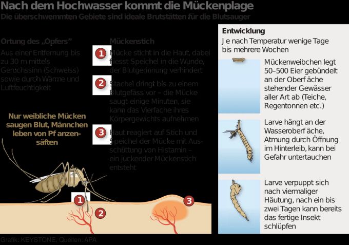 Diese Überschwemmungs-Mücken gibt es gerade am Bodensee. Bodensee