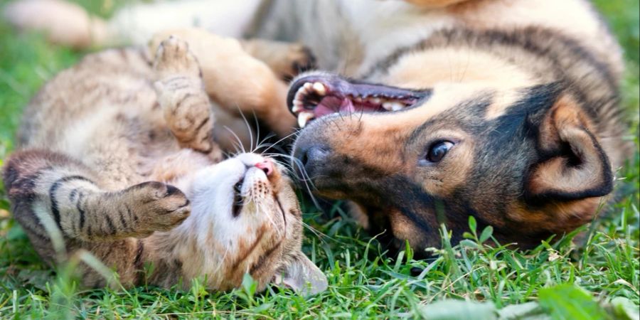 Hund und Katze wälzen sich gemeinsam auf einer Wiese