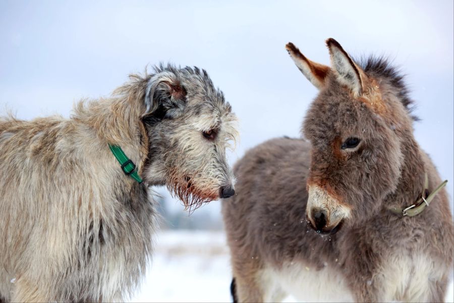 Hund und Esel im Schnee