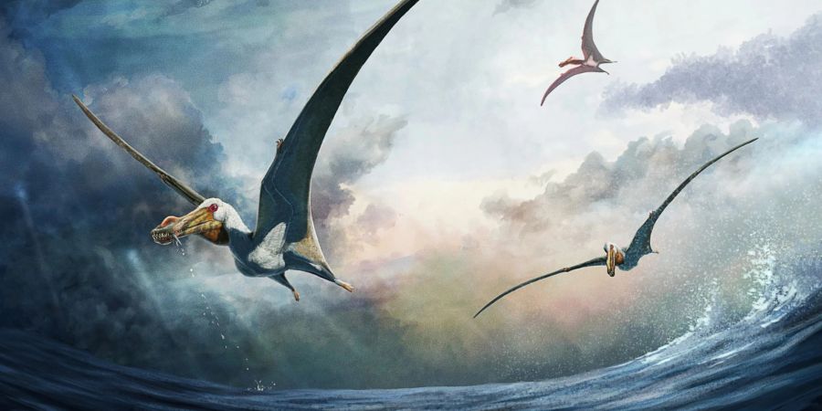 Die künstlerische Darstellung zeigt den Flugsaurier Haliskia peterseni. Der gewaltige Flugsaurier habe laut Forschenden eine Flügelspannweite von geschätzt etwa 4,6 Metern gehabt.