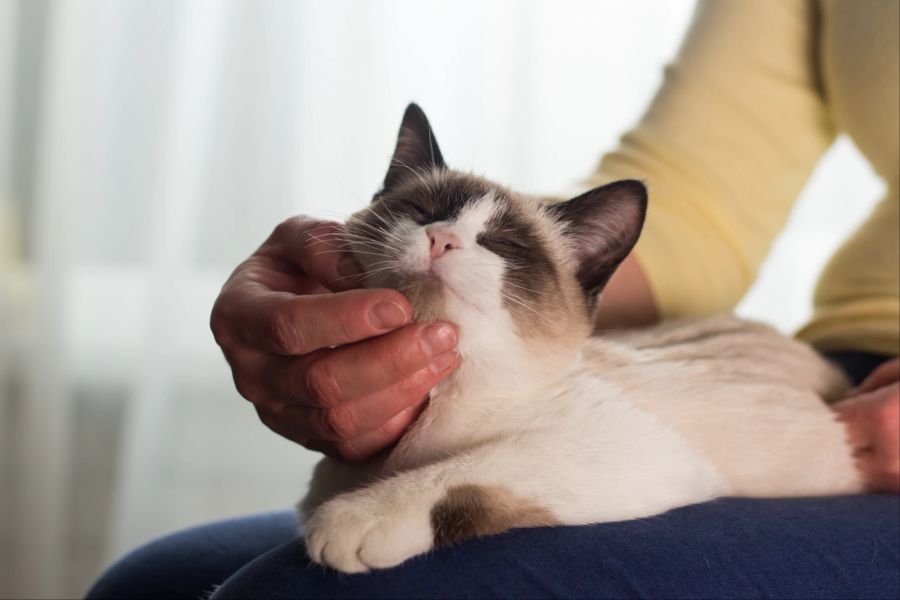 Katze geniesst Streicheleinheit