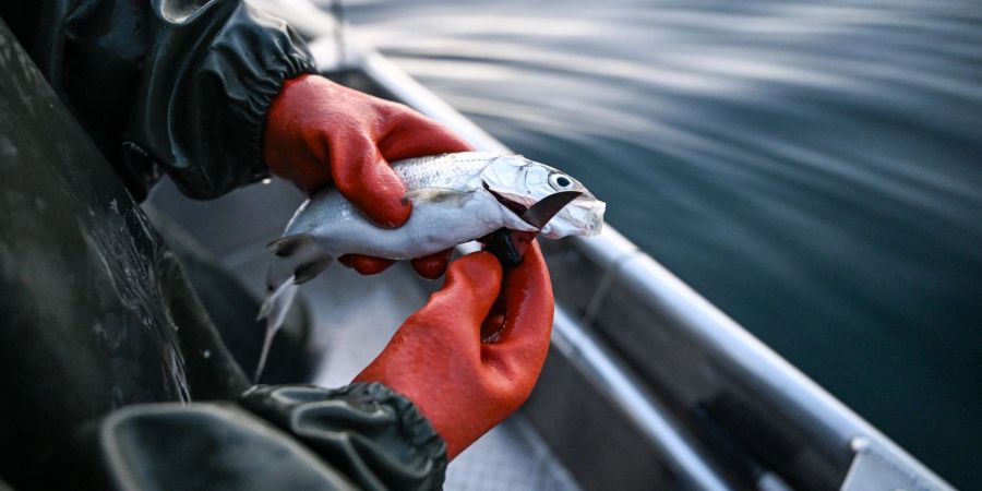 Der Bodensee-Fisch schlechthin: Felchen