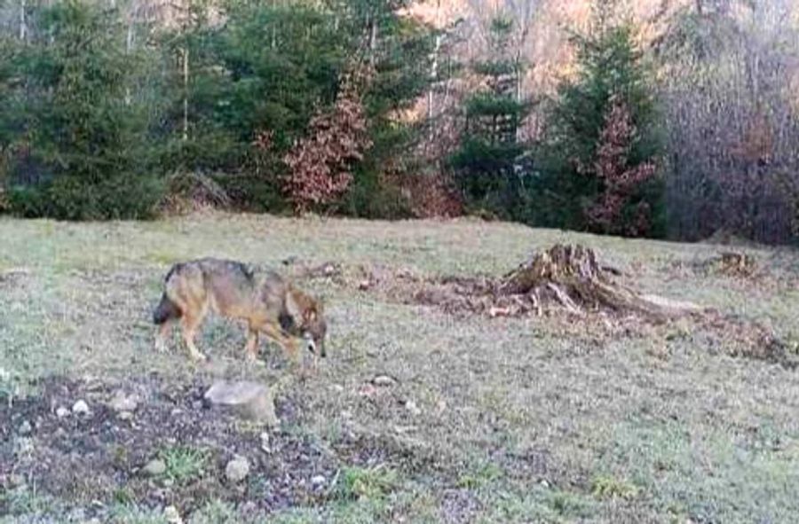 Mittlerweile wurden in allen Kantonen ausser Basel-Stadt bereits Nachweise für Wölfe erbracht.