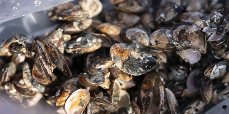 Ablagerungen von Quaggamuscheln stören seit 2024 den Schiffsbetrieb im Rhein. Die Kantone Schaffhausen und Thurgau prüfen nun, ob die Muscheln verwertbar sind. (Archivbild)