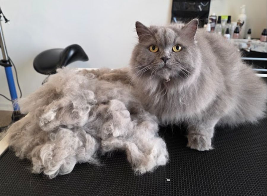 Normale Hauskatzen brauchen in der Regel keine spezielle Fellpflege. Die meisten Kunden sind Rassenkatzen mit anspruchsvollem Fell. Hier ein Büsi nach dem Kämmen.