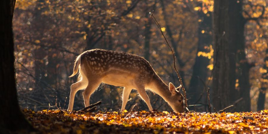 Reh Wild Wald Jadg