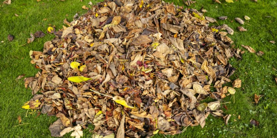 Herbstlaub ist in Winterthur kein «Entsorgungsgut» mehr. Die Stadt will die Blätter künftig teilweise liegenlassen. Das soll das Bodenleben bereichern. (Symbolbild)