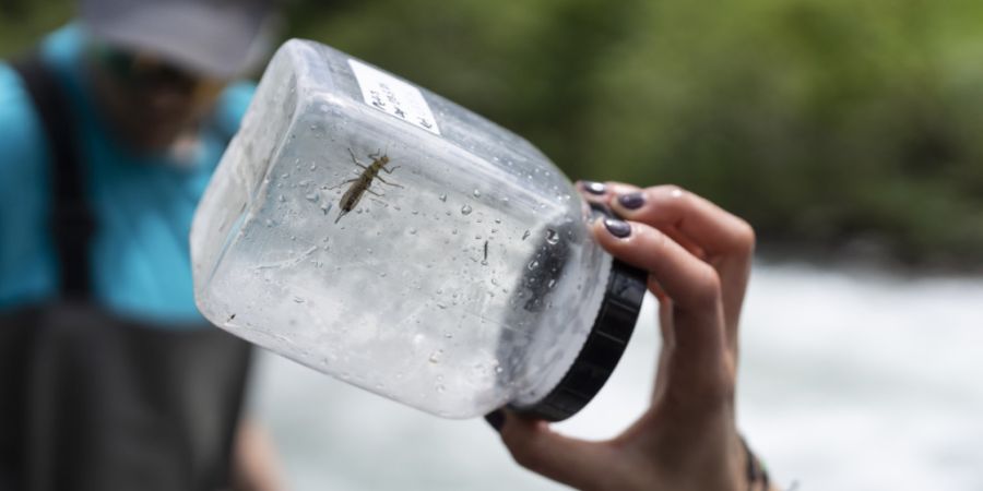 Durch das Einsammeln und der Analyse von Insekten lassen sich PFAS in der Umwelt messen.