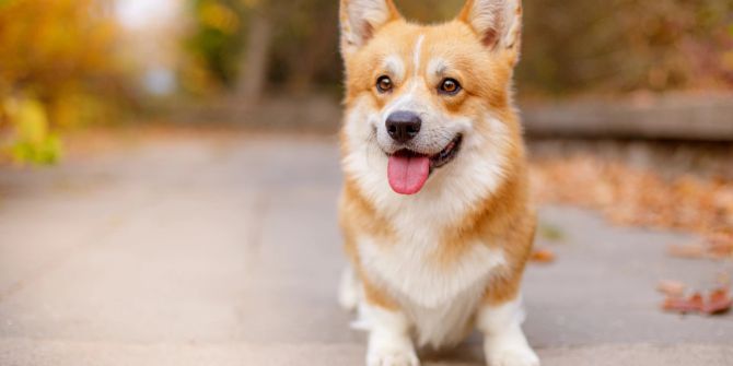 Corgi