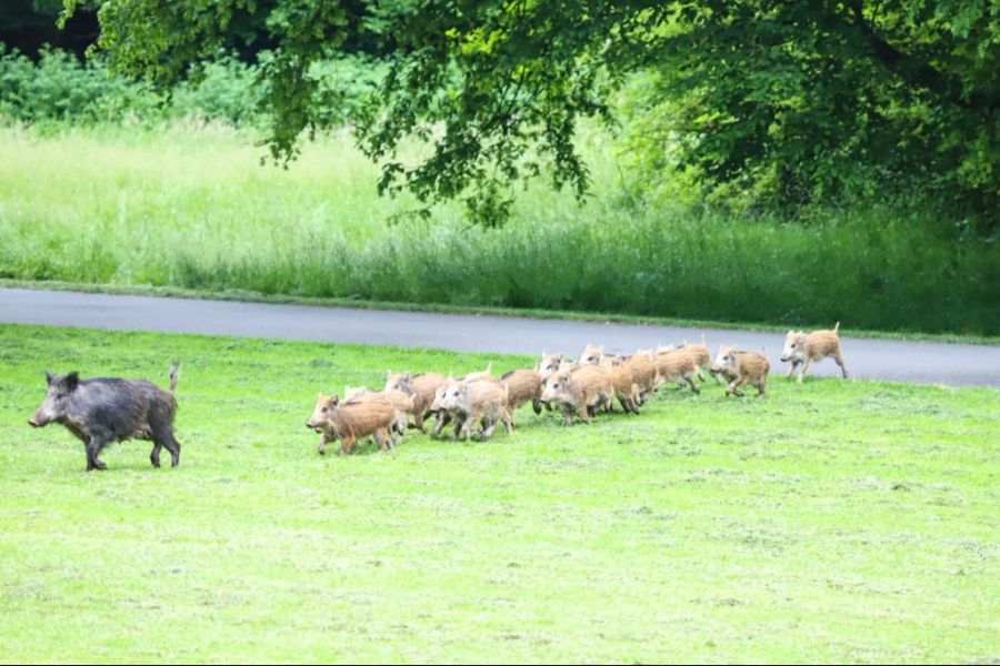 Wildschweine Bache Frischlinge Wiese