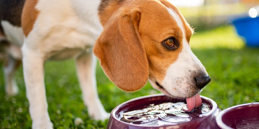 Hund trinkt wasser