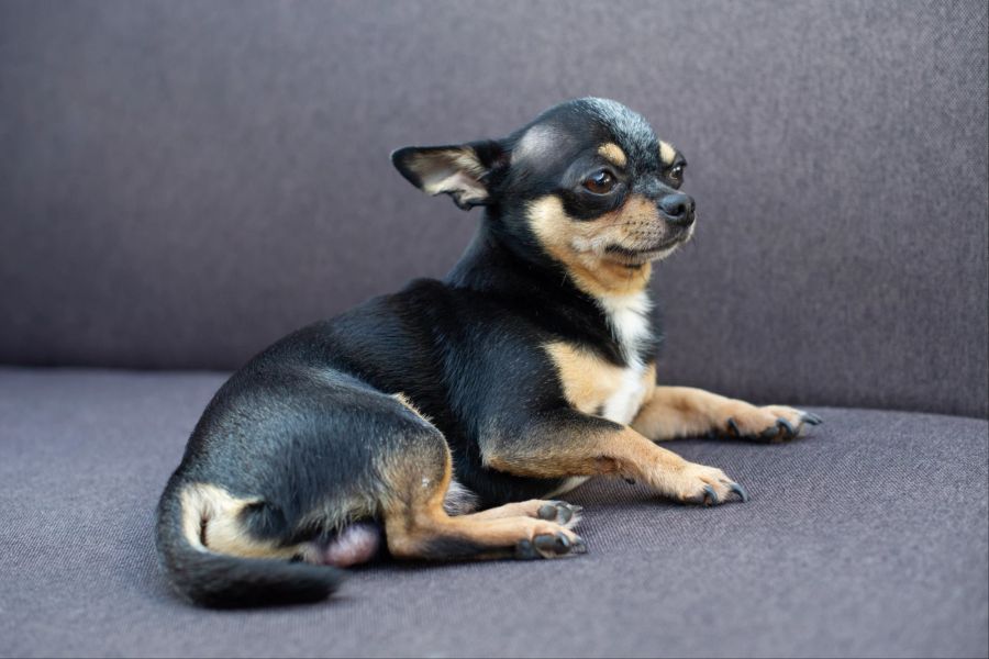 Chihuahua