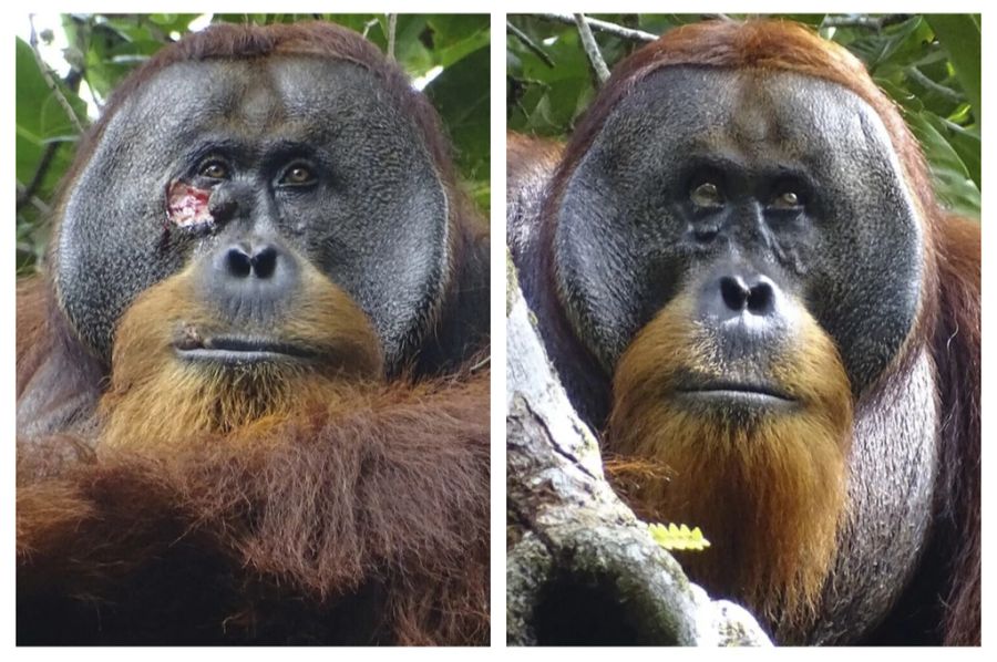 Orang-Utan