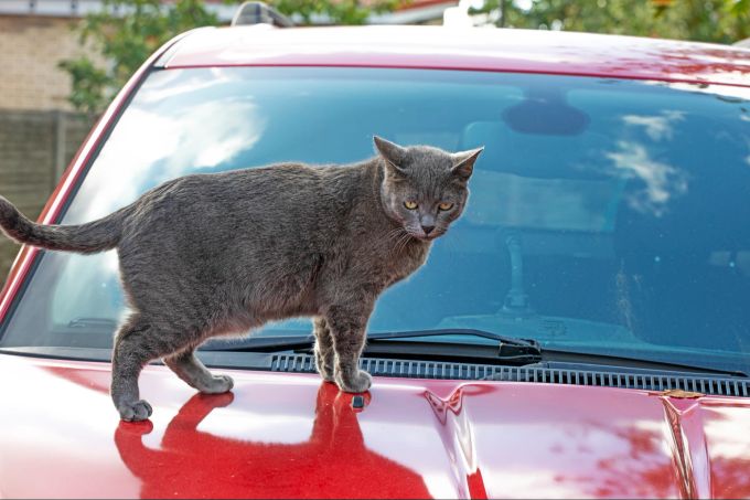 Autos sind im Strassenverkehr auf jeden Fall gefährlich für die Samtpfoten. Katze auf Auto