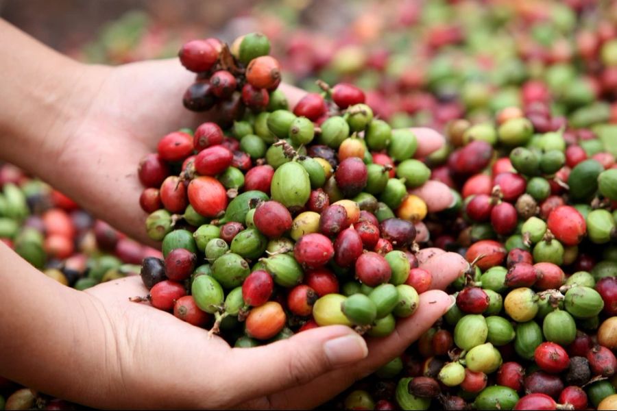 Der Preis für Robusta-Kaffeebohnen ist in den letzten zwölf Monaten um 60 Prozent gestiegen.