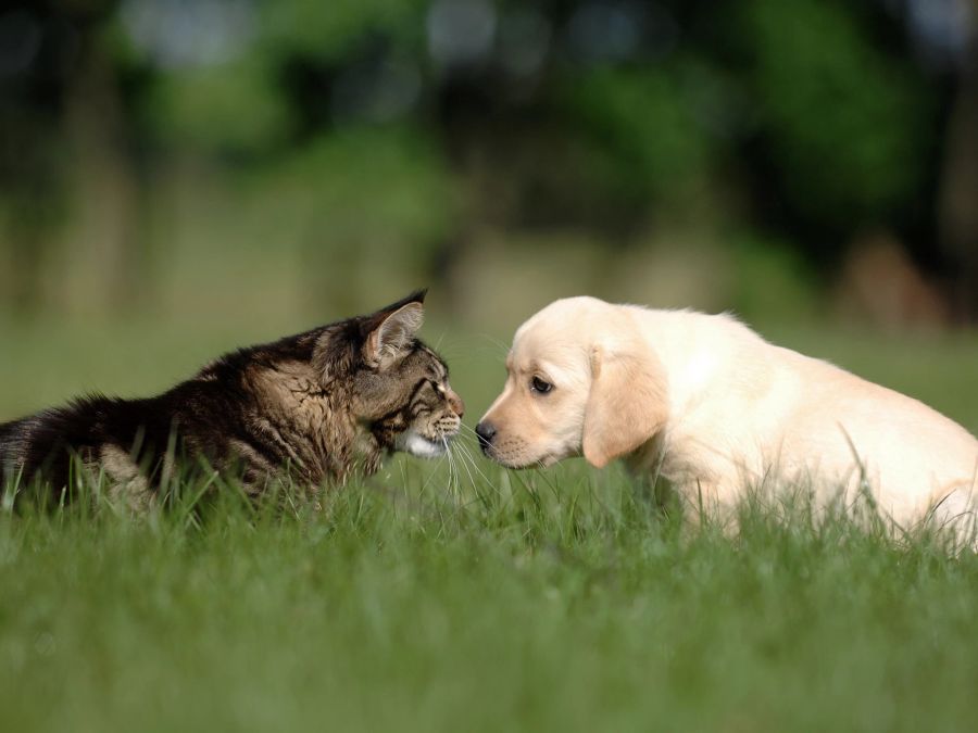 Ein süsser Welpe und eine Katze – kann das gut gehen?