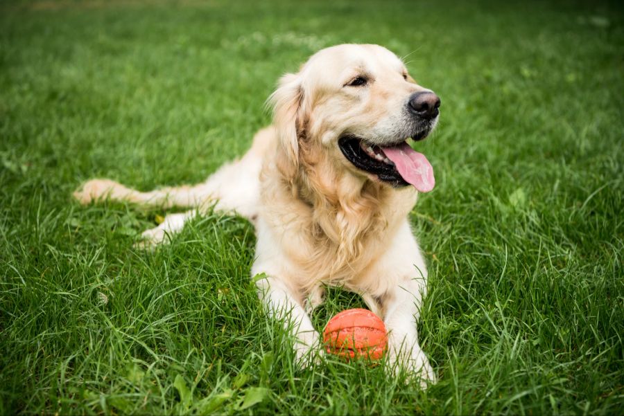 Golden Retriever Hund liegt mit Gummiball auf grünem Rasen.