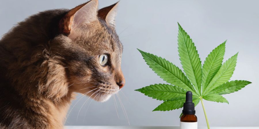 CBD soll zahlreiche Vorteile für Tiere haben, auch wenn weitere Forschung notwendig ist.