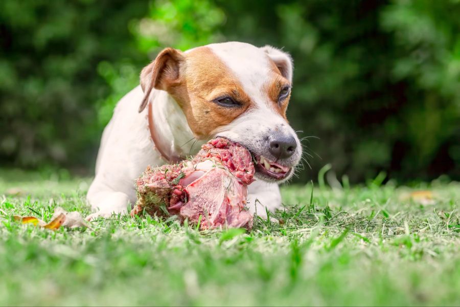 Jack Russell Terrier Hund frisst einen rohen Knochen.