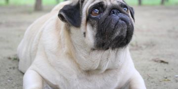 Übergewichtiger Hund