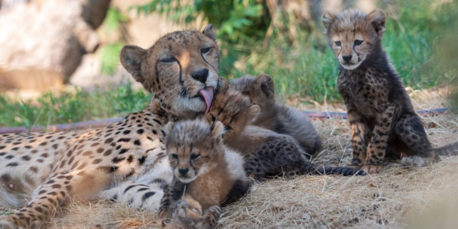 Die Gepardenmutter Malaika hat im Zoo Basel Sechslinge zur Welt gebracht.