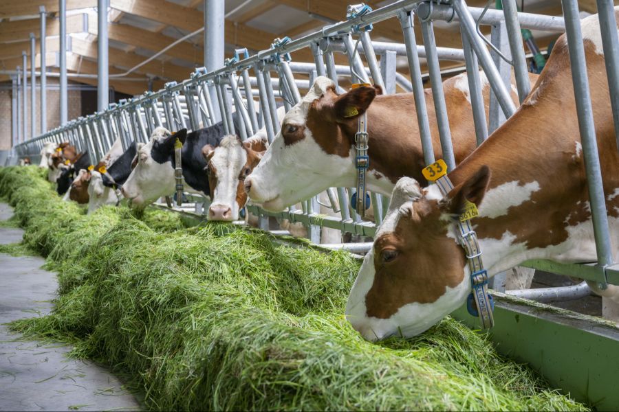Für die Durchfall-Welle gibt es viele mögliche Erklärungen.