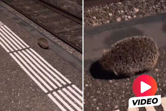 Igel