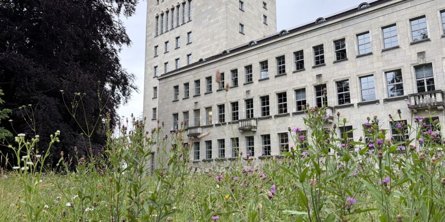 Wildkräuter vor der Haustür entdecken
