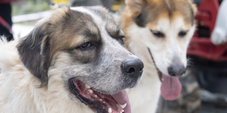Als wichtigste Ursachen nennt der Verband nicht nur die Aussetzung von Tieren in der Ferienzeit, sondern auch unkontrollierte private Hundezuchten, den zunehmenden Onlinehandel sowie ma...
