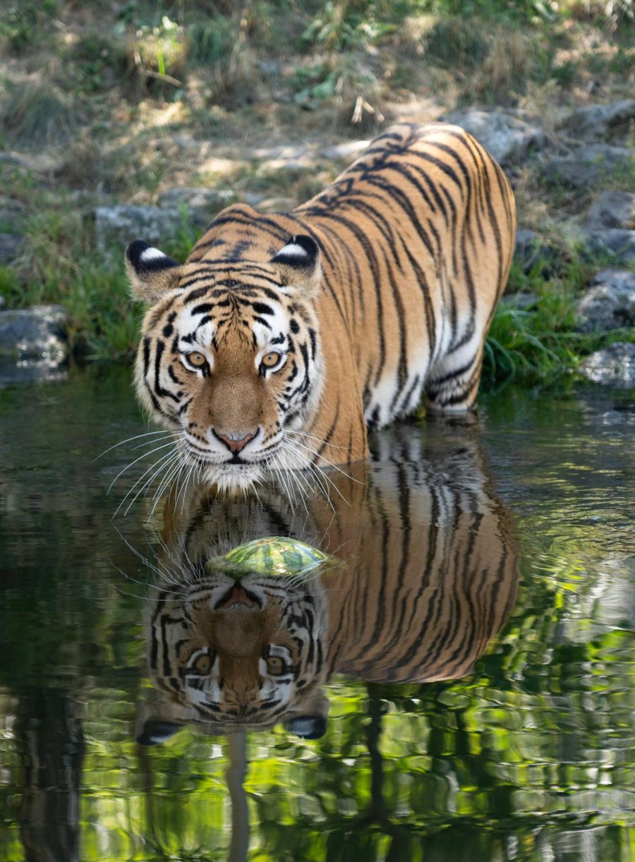 tiger