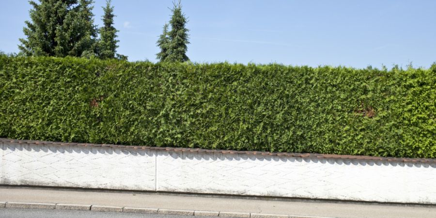 In einer St. Galler Gemeinde zündete ein Mann die Thuja-Hecke seines Nachbarn an. (Symbolbild)