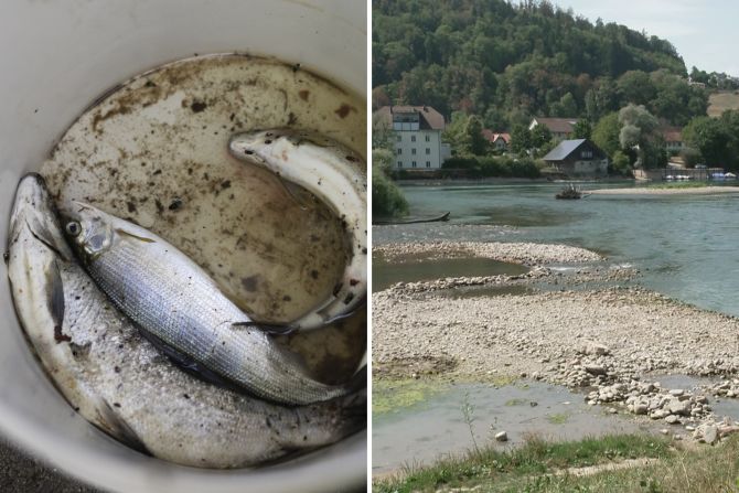 Fischsterben