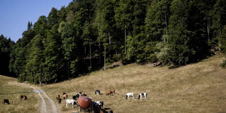 Die Bauern im Berner Jura leiden unter der anhaltenden Trockenheit. (Symbolbild)