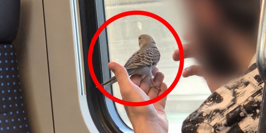 Zug Wellensittich SBB