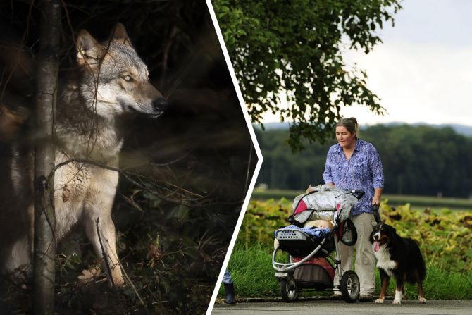 Wolf