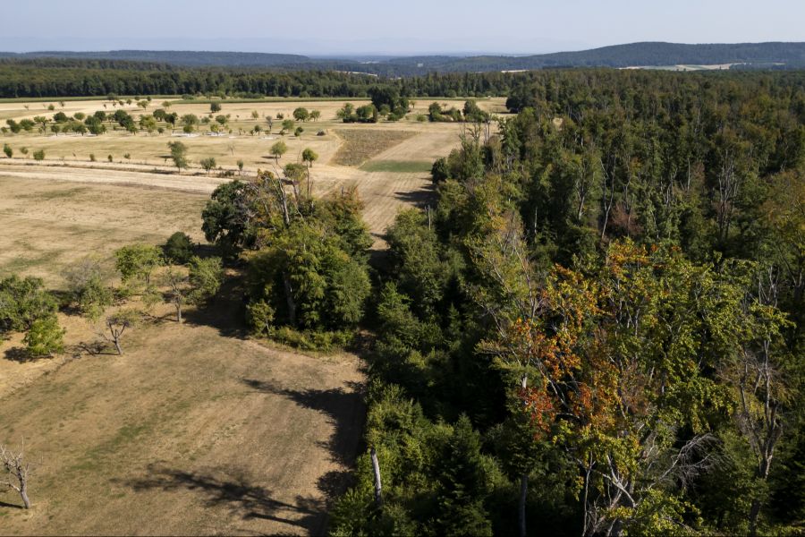 Die Schweizer Wälder wurden durch die Trockenheit geschwächt.