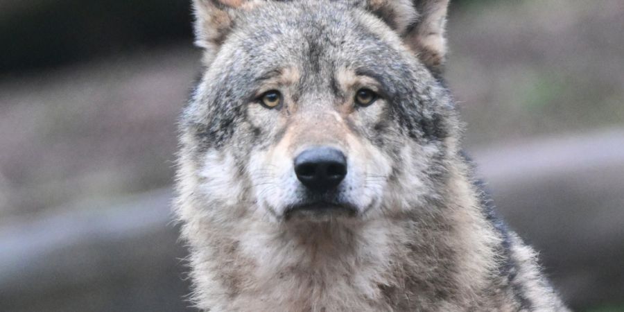Der Wolf durfte geschossen werden, weil er innerhalb von vier Monaten sechs Schafe gerissen hatte. (Archivaufnahme eines Wolfs in einem Zoo).