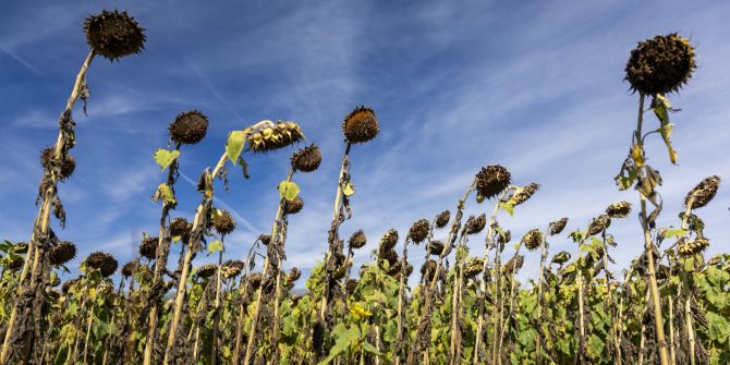 Sommer Schweiz