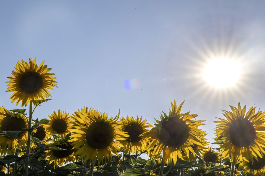 Am Boden wird sie dann von der Sonne zusätzlich erwärmt.