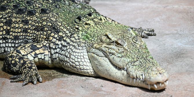 Krokodil