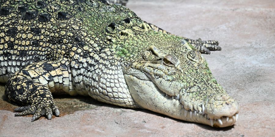 Krokodil