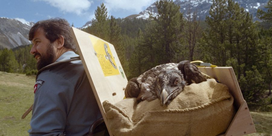 Im Juni 1992 wurde im Schweizer Nationalpark in Graubünden ein Bartgeier ausgesetzt. (Archivbild)